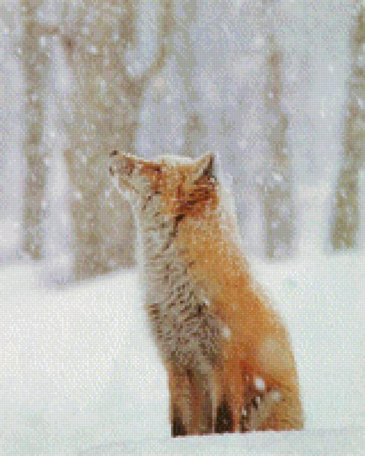 лиса - лиса, зима - предпросмотр