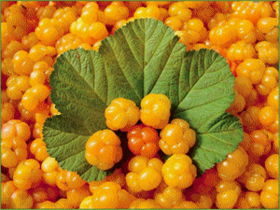 морошка - ягода, морошка - предпросмотр