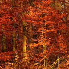 Оригинал схемы вышивки «Осенний лес» (№491613)