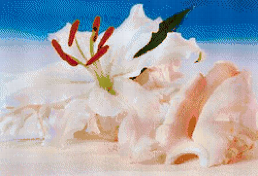 лилия и ракушка.. - море.., ракушка, лилия.цветы - предпросмотр