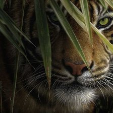 Схема вышивки «тигр»