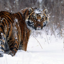Схема вышивки «тигр зимой»