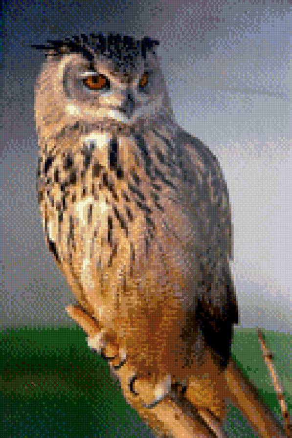 сова - сова - предпросмотр