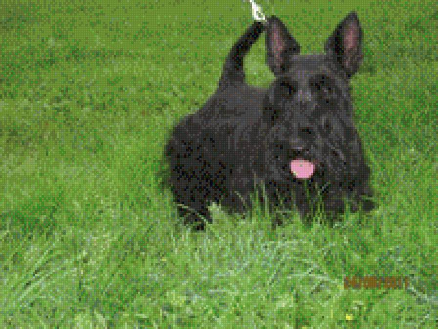 скотч-терьер - животные, собаки - предпросмотр