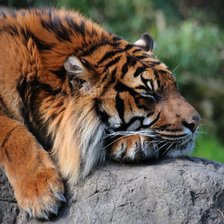Схема вышивки «тигр спит»