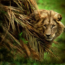 Схема вышивки «лев»