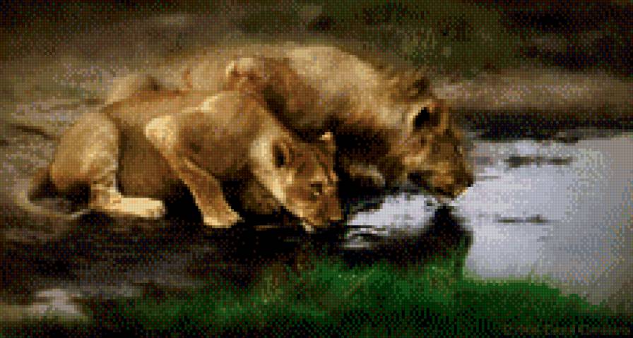 львы на водопое - львы - предпросмотр