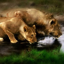 львы на водопое