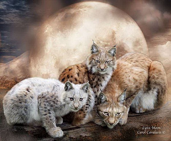 рыси - рыси - оригинал