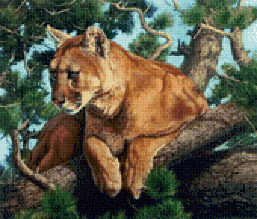 пума на дереве - пума - предпросмотр