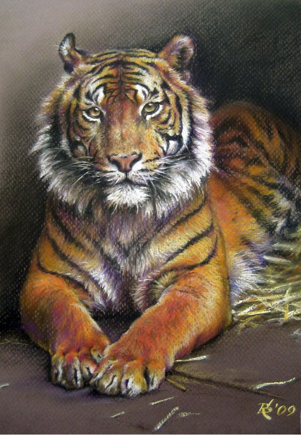 тигр - тигры - оригинал