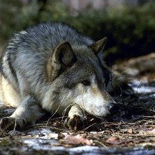 Схема вышивки «волк грустит»