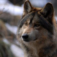 Схема вышивки «волк»