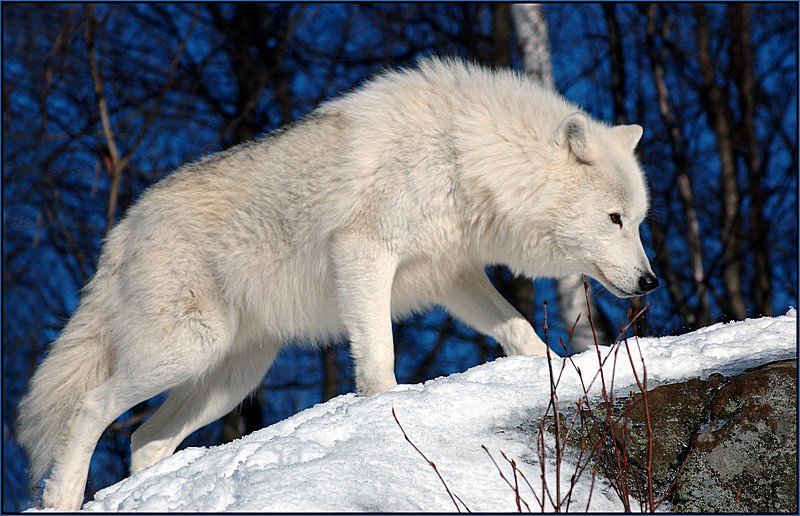 белый волк - белый волк, волки - оригинал