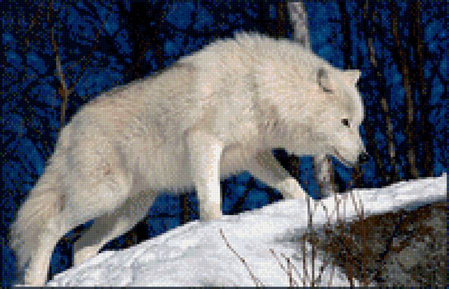белый волк - волки, белый волк - предпросмотр