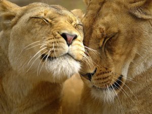 Львы - преднность, нежнсть, животые, любовь - оригинал