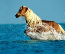 Лошадь и море