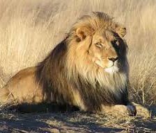 Схема вышивки «лев»