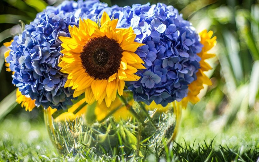 Подсолнух - оригинал