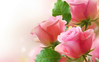 роза - оригинал