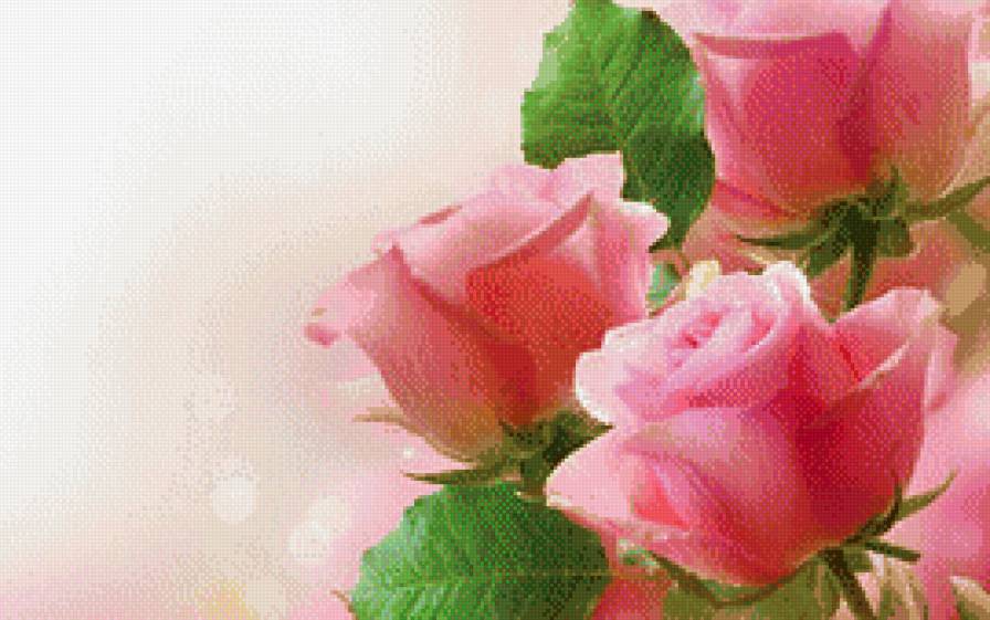 роза - предпросмотр