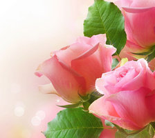 Схема вышивки «роза»