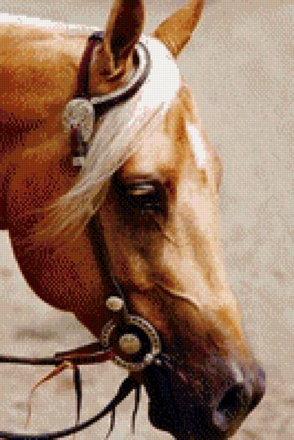 Лошадь - предпросмотр