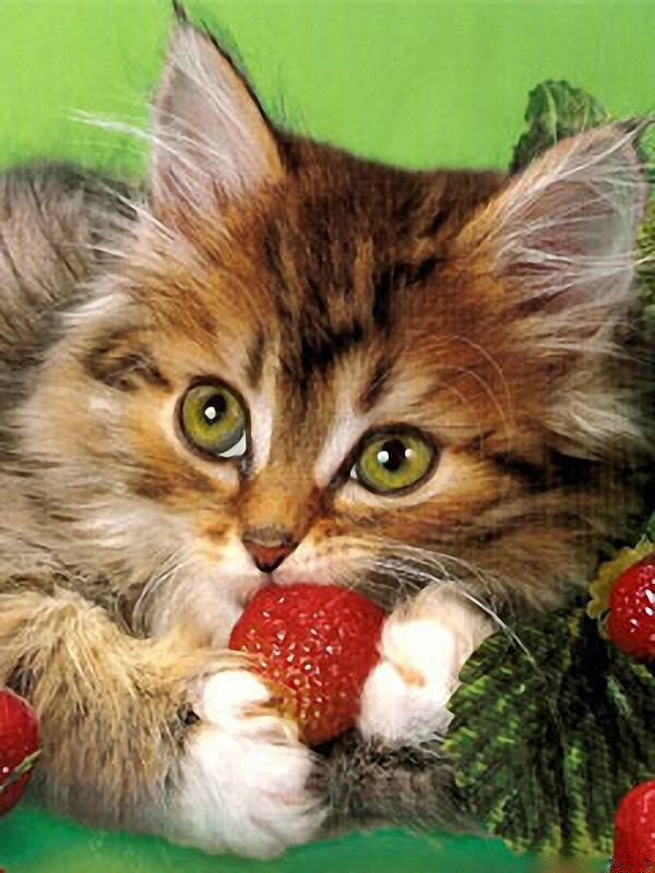 котик - животные - оригинал