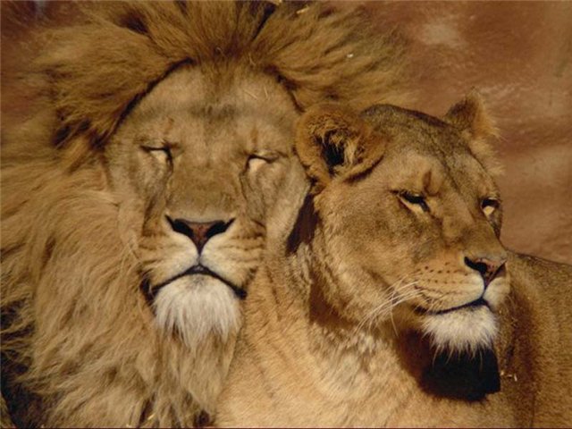 №492590 - оригинал