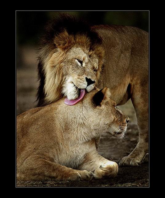 №492598 - оригинал