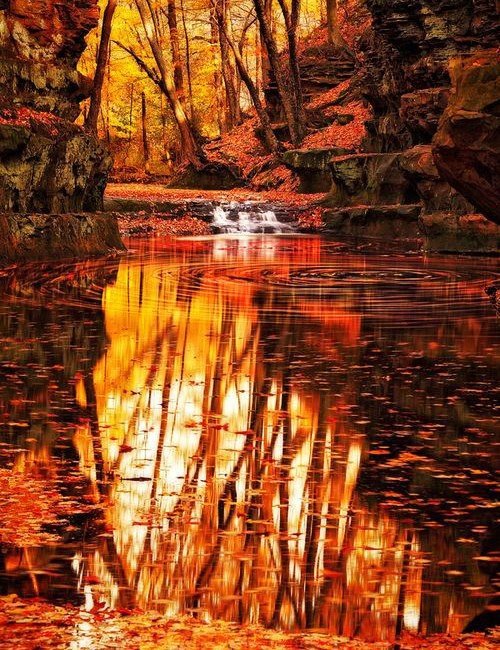 Отражения в воде - осень, лес, вода - оригинал