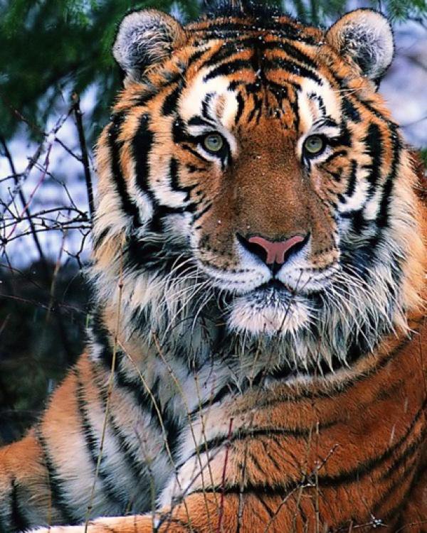 усуриец - тигр - оригинал