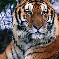 Схема вышивки «усуриец»