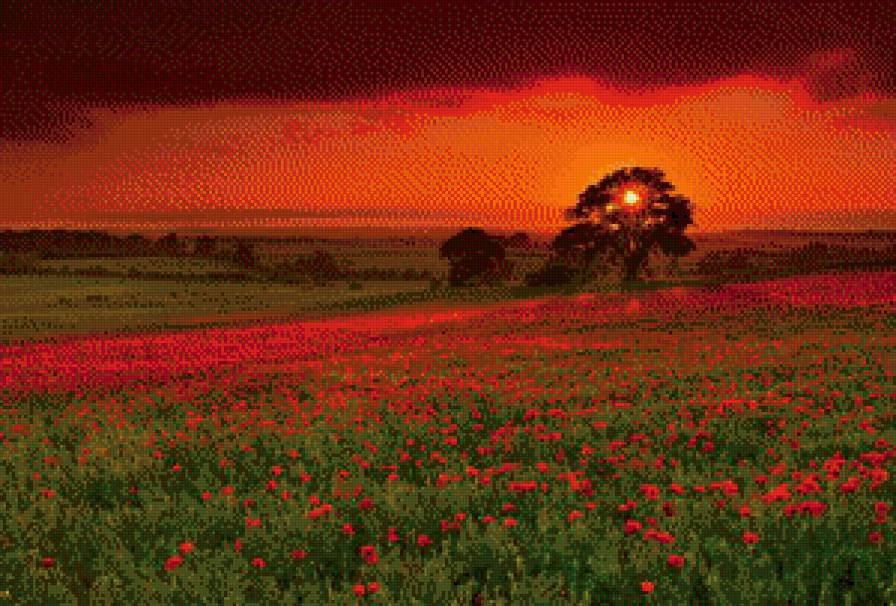 Закат - пейзаж, цветы, дерево, восход, природа, закат - предпросмотр