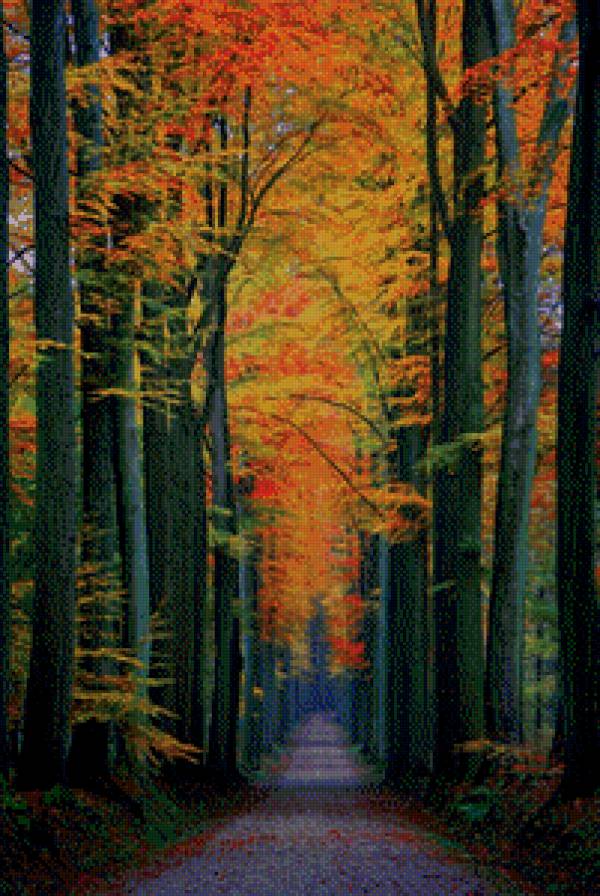Осенний лес - природа, лес, пейзаж, осень, парк, дерево - предпросмотр