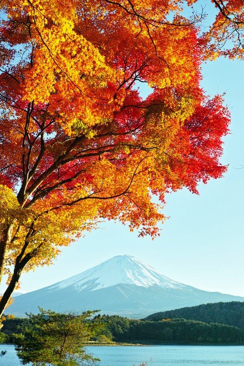 Фудзияма - вулкан, горы, япония, природа, дерево, река, осень, пейзаж - оригинал