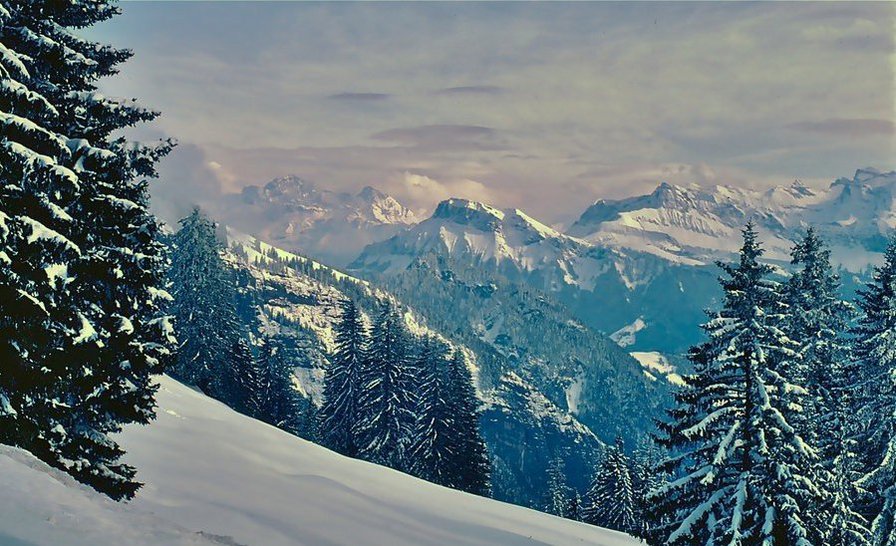 Швейцарские Альпы - зима, природа, горы, лес, пейзаж, альпы, снег - оригинал