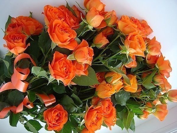 №492979 - оригинал