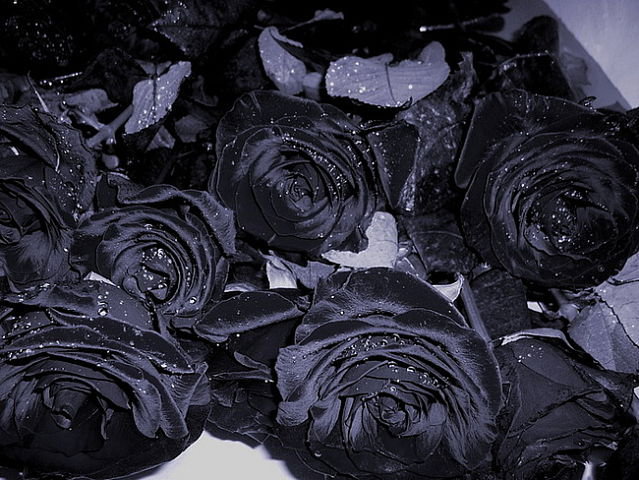 черные розы - оригинал