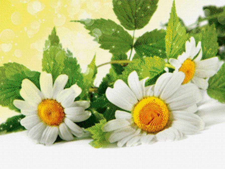 ромашки - цветы, ромашки, роса, листья - предпросмотр