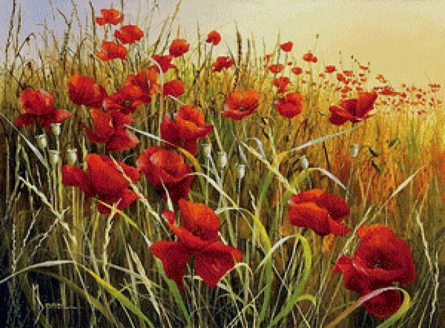 Маковое поле - лето, пейзаж, маки - предпросмотр