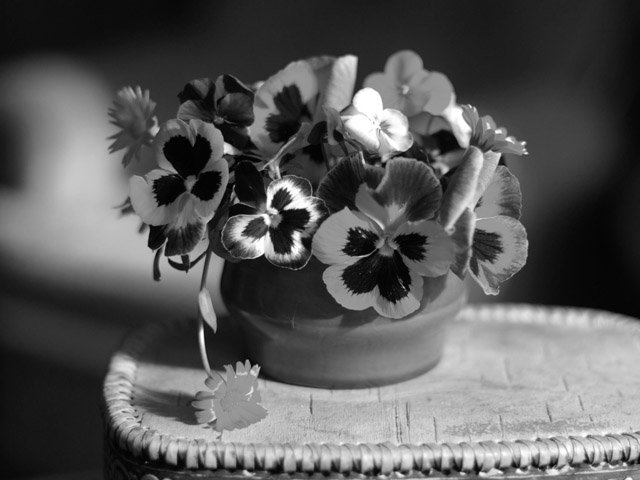 анютины глазки - оригинал