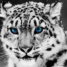 леопард зимой