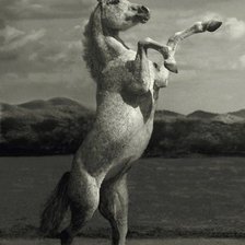 Схема вышивки «Лошадь»