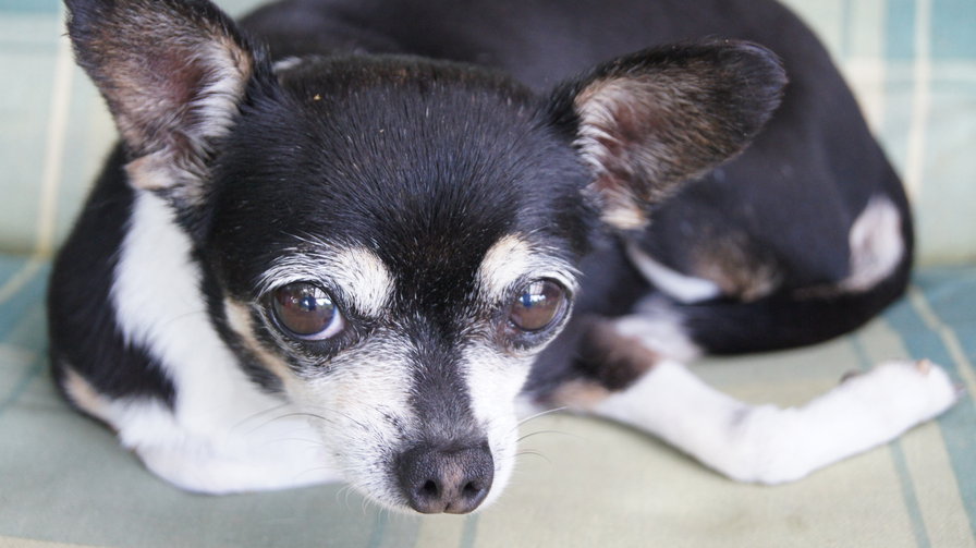 Milli - sobaca. milli - оригинал