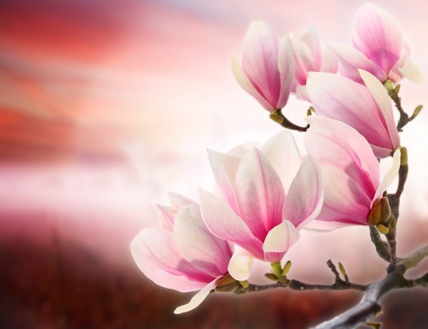 ветка магнолии - цветы, магнолия, ветка - оригинал