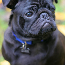 Схема вышивки «DOG»