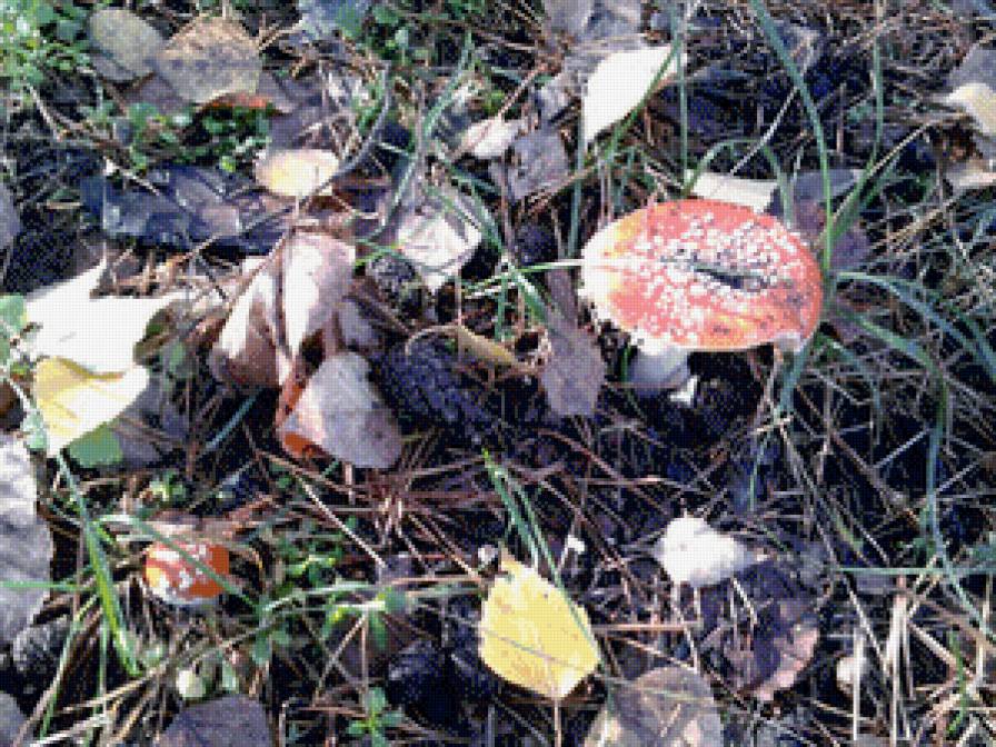 Осень - грибочки, мухомор, лес, осень - предпросмотр