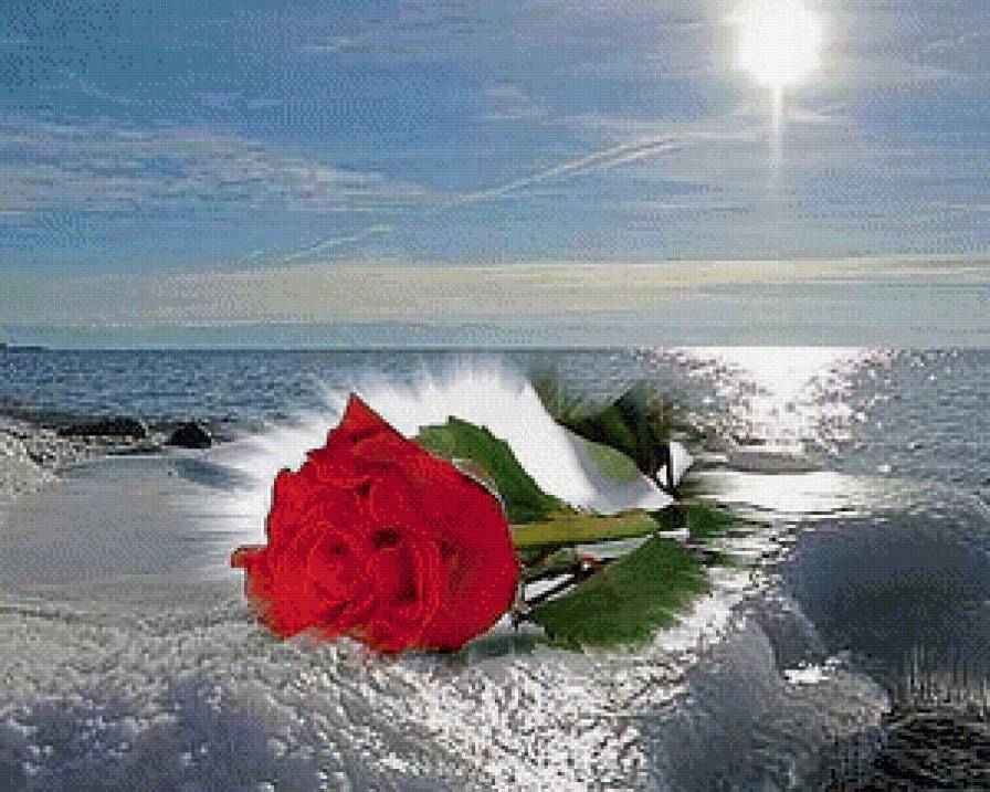 Роза - предпросмотр