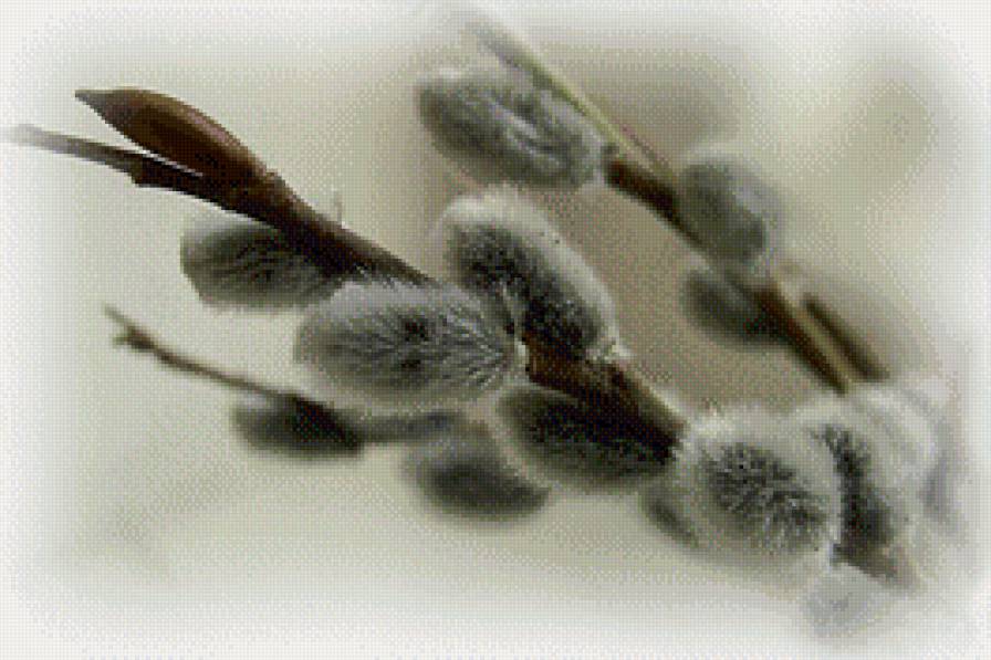 Вербная веточка - верба, природа, цветы - предпросмотр